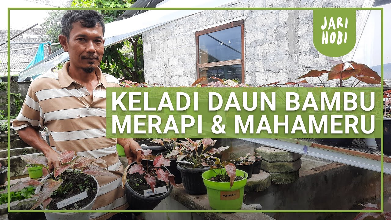 BARU, CALADIUM / KELADI DAUN BAMBU MERAPI DAN MAHAMERU