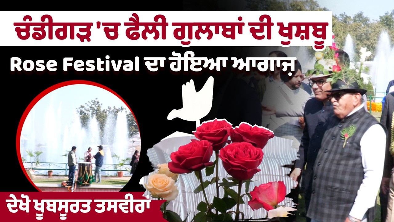 Chandigarh 'ਚ ਫੈਲੀ ਗੁਲਾਬਾਂ ਦੀ ਖੁਸ਼ਬੂ, Rose Festival ਦਾ ਹੋਇਆ ਆਗਾਜ਼, ਦੇਖੋ ਖੂਬਸੂਰਤ ਤਸਵੀਰਾਂ