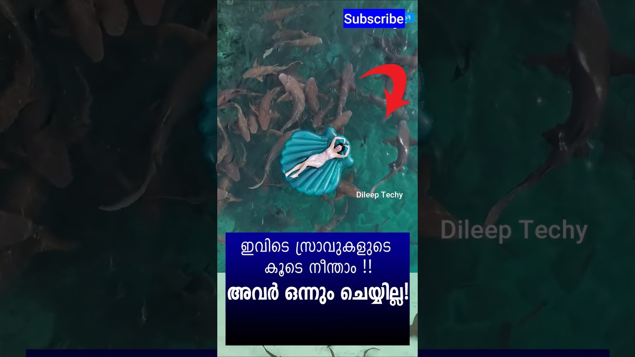 സ്രാവുകളുടെ കൂടെ നീന്താം അവർ ഒന്നും ചെയ്യില്ല 