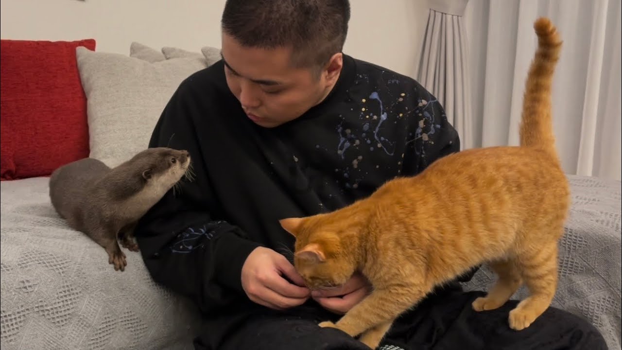 カワウソさくら 水溜りボンドのトミーさんが遊びに来たらやばすぎた！ Otter and cat playing with Japan's popular YouTuber