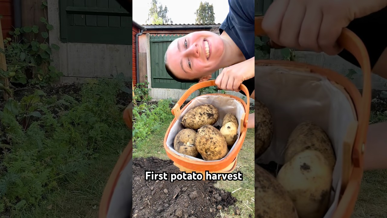 HUGE potato harvest #growyourownfood #gardenharvest #harvesting #harvest  #kitchengarden