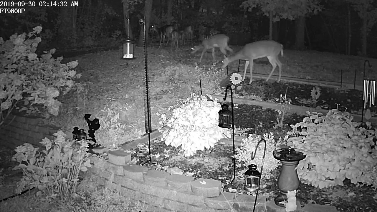 Deer in the yard meet Darth Sprinkler