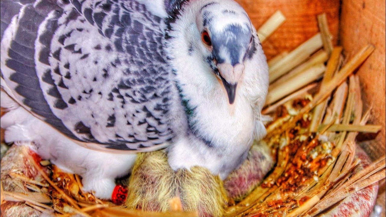 علاج شخرة الحمام+بعض نصائح للمبتدئين