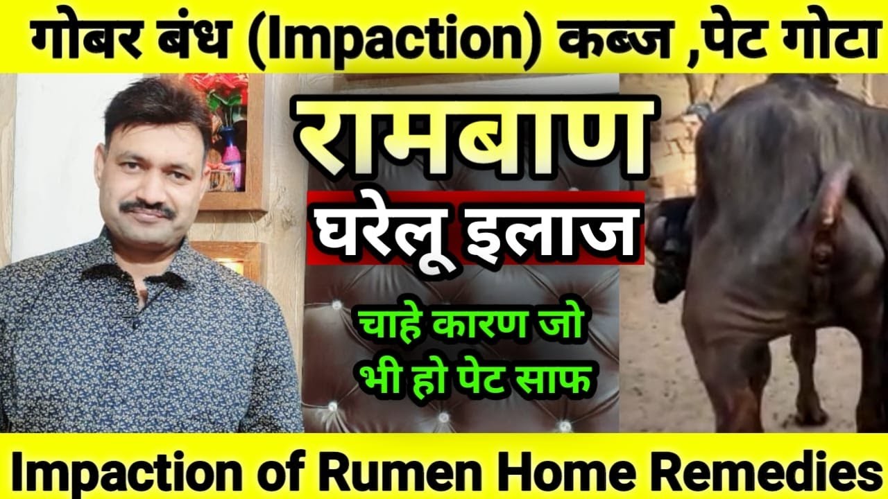 Buffalo Cow ko kabj ka ilaj  / Impaction of Rumen in Cow Buffalo Treatment     Ramawat