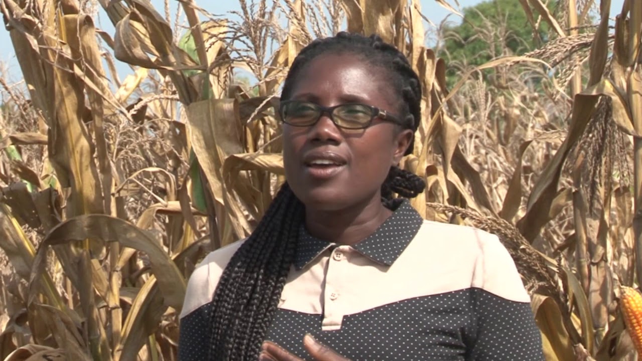 Maize variety. CSIR - Savanna Agricultural Research Intitute (SARI)