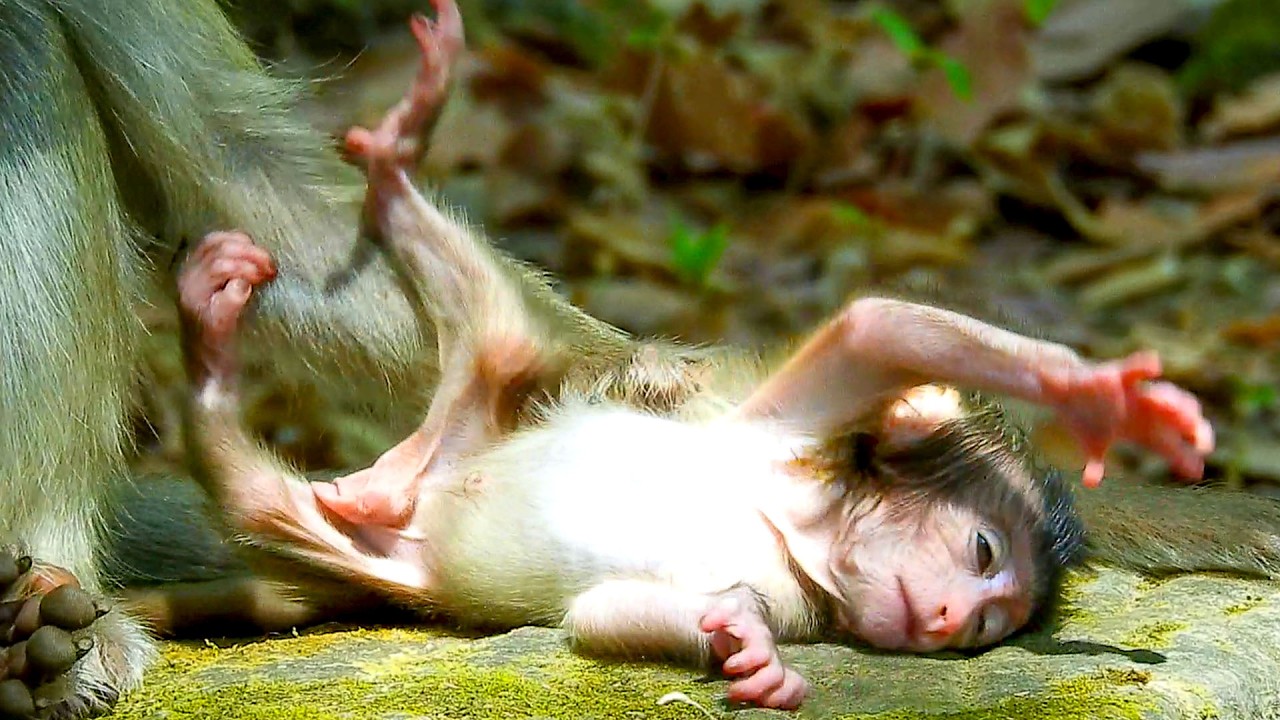 Very interesting action..Newborn Benji fail tries standing by young BRINDY doesn`t allow to walk.