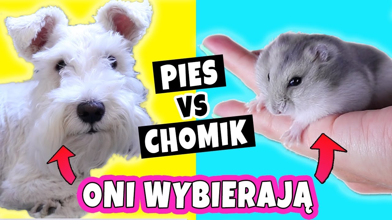 CHOMIK DECYDUJE VS PIES DECYDUJE O MOIM SLIME! Robię slime według moich zwierząt