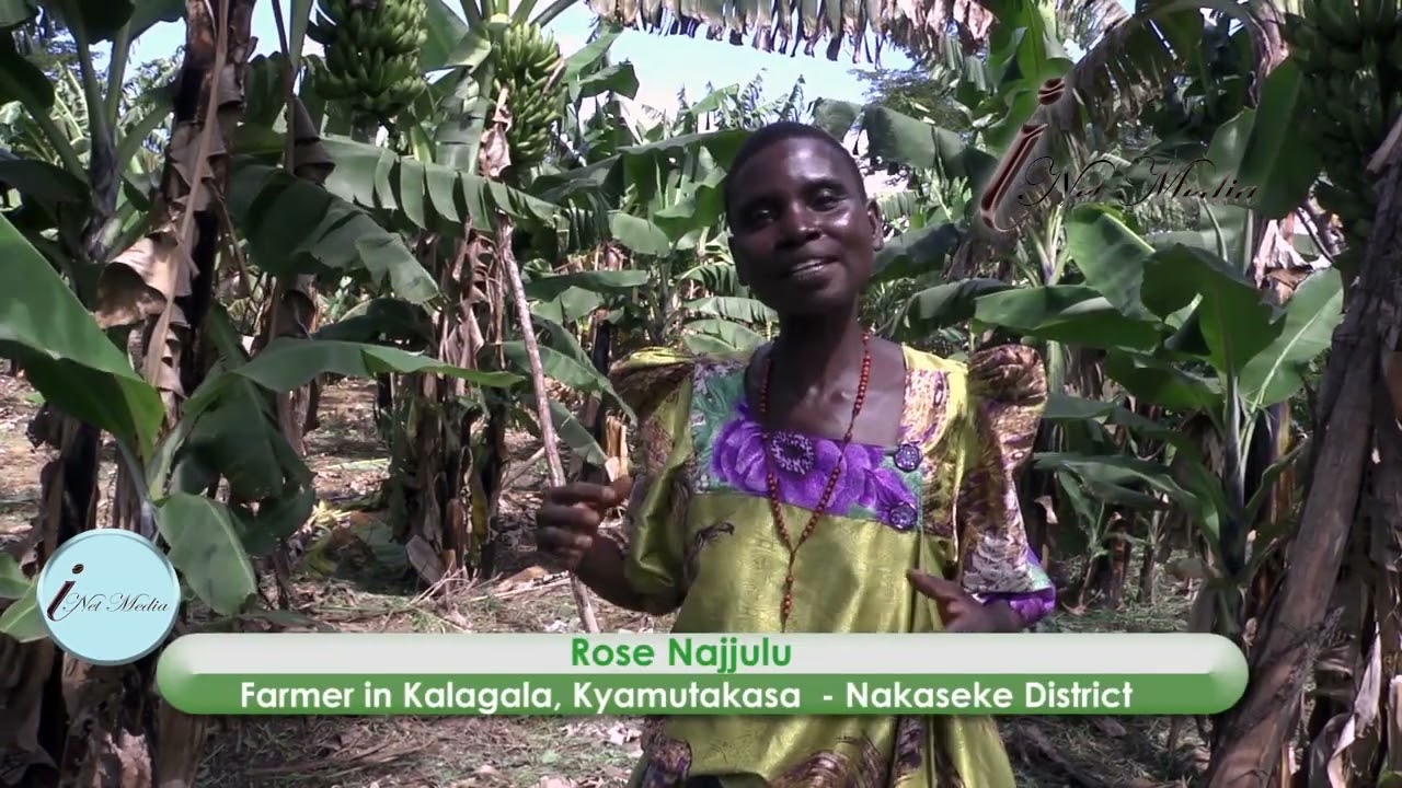 Matooke is more cash crop than a food crop in Nakaseke