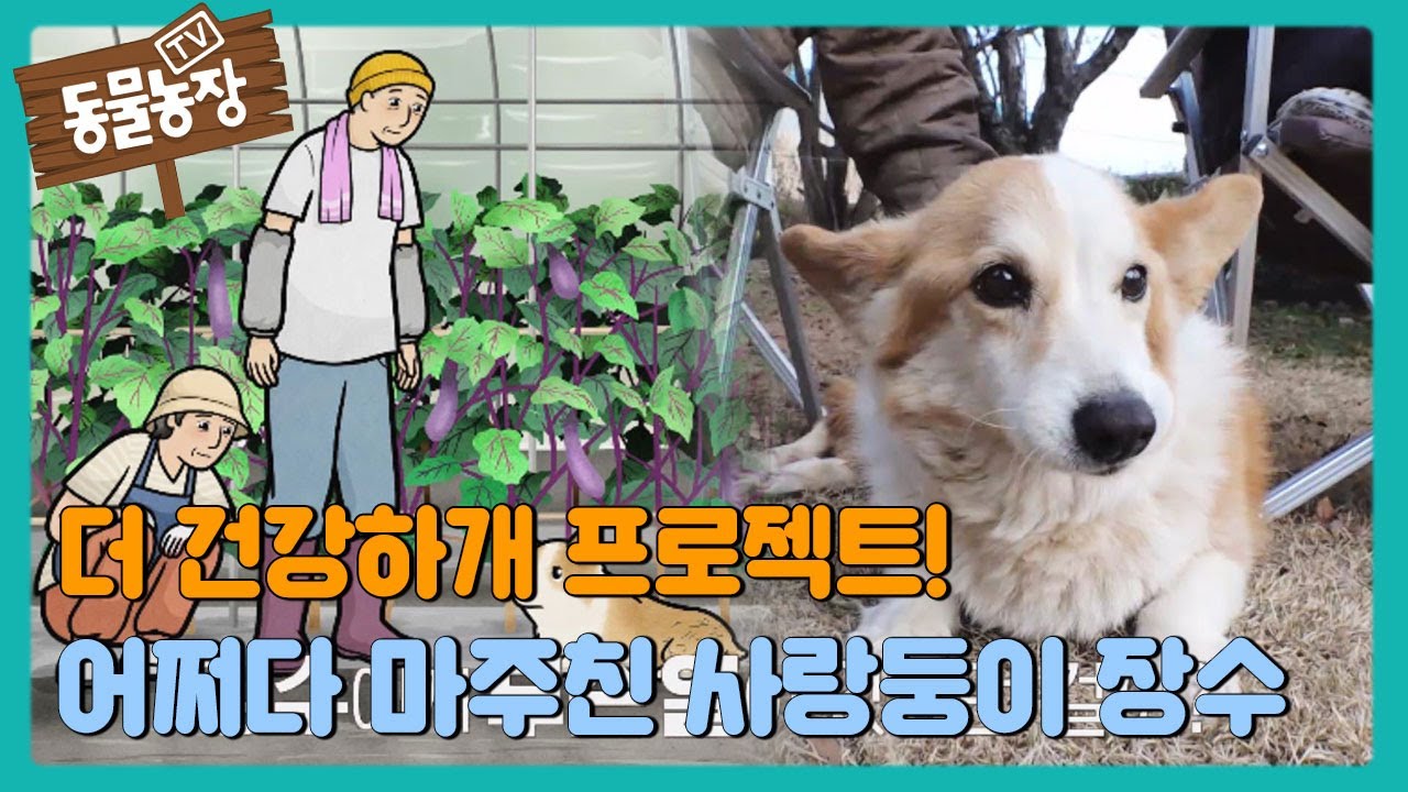 더 건강하개 프로젝트! 어쩌다 마주친 사랑둥이 장수 