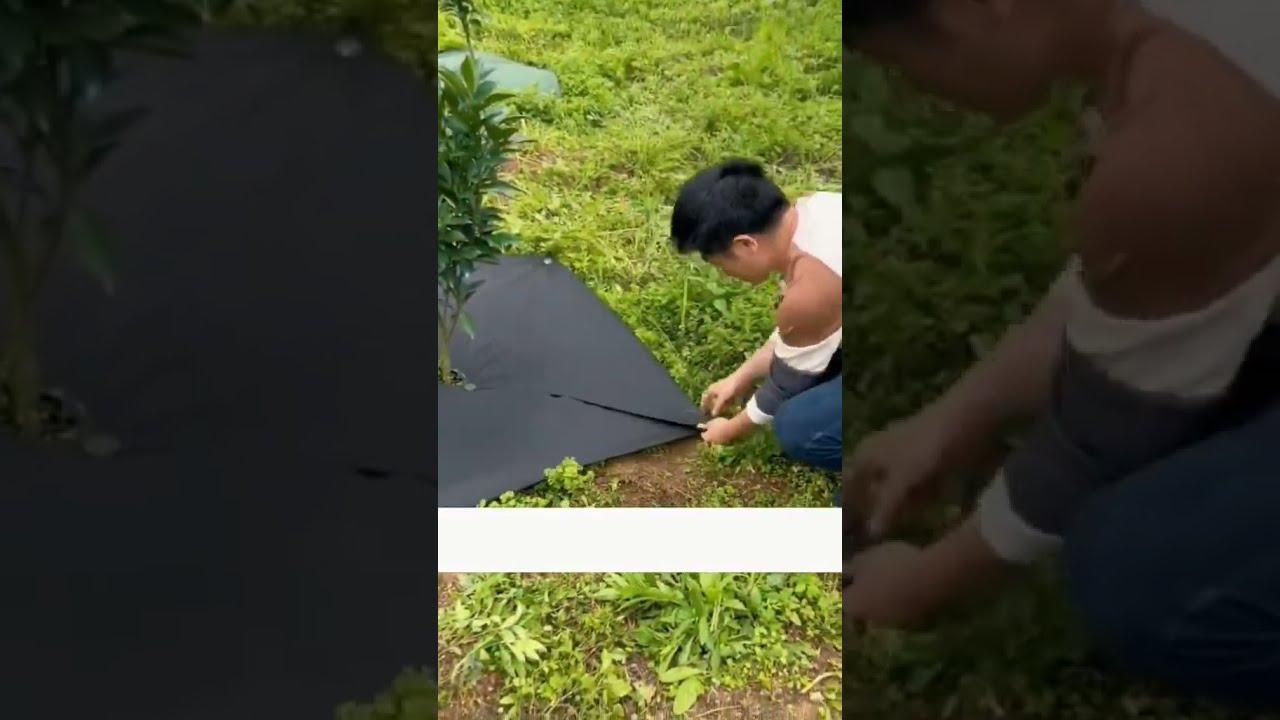 T&Eacute;CNICA PARA EVITAR O CRESCIMENTO DE DANINHAS AO REDOR DAS PLANTAS!