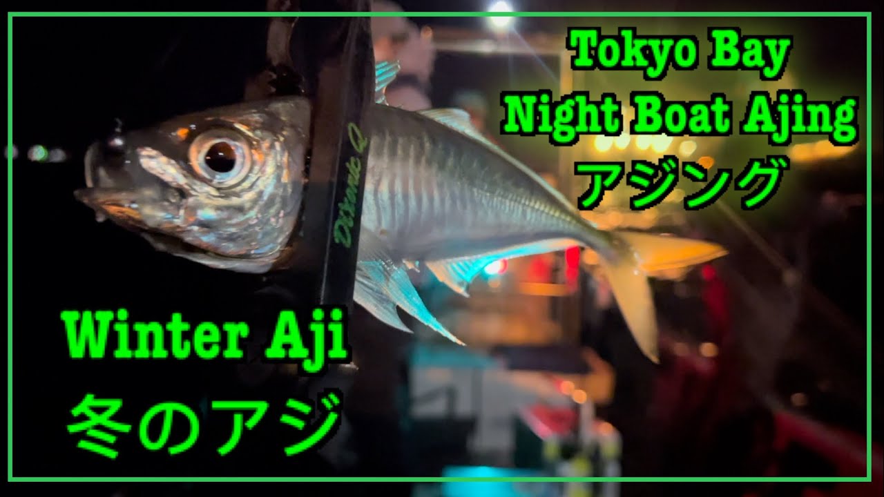 DQ Tokyo Bay Boat Ajing/ Night Ajing /Japan Winter Fishing/ 冬のアジ / アジング