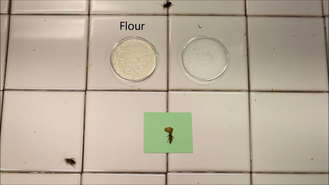 Advion Cockroach Gel vs. Sugar & Flour