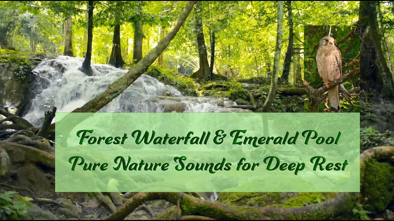 Forest Waterfall & Emerald Pool | Pure Nature Sounds for Deep Rest