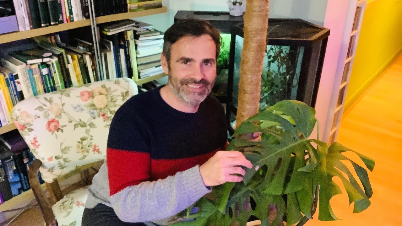 Entutorado y trasplante de una Monstera,un  jardín en el ático CAP 37