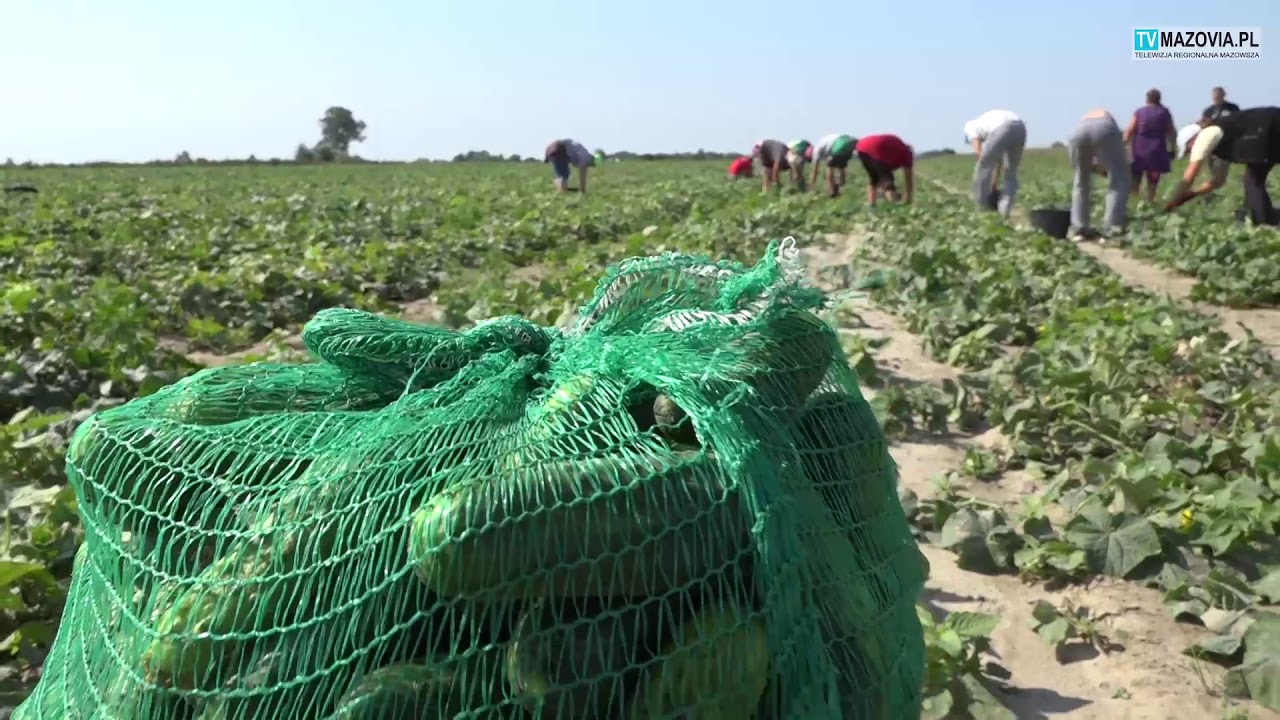 OGÓRKOWE ŻNIWA NA MAZOWSZU. PRODUCENT ZADOWOLONY