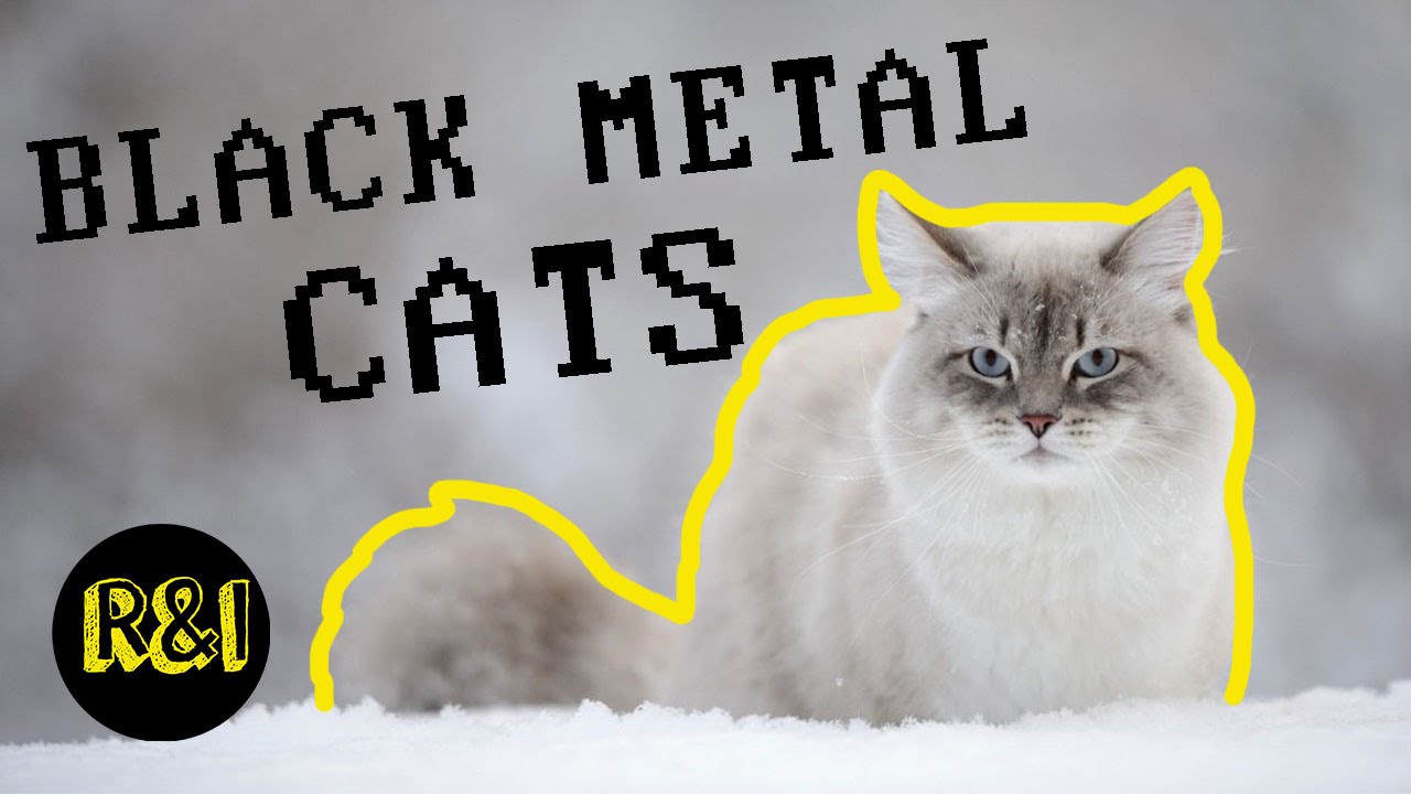 BLACK METAL CATS ( Twitter account reaction ]
