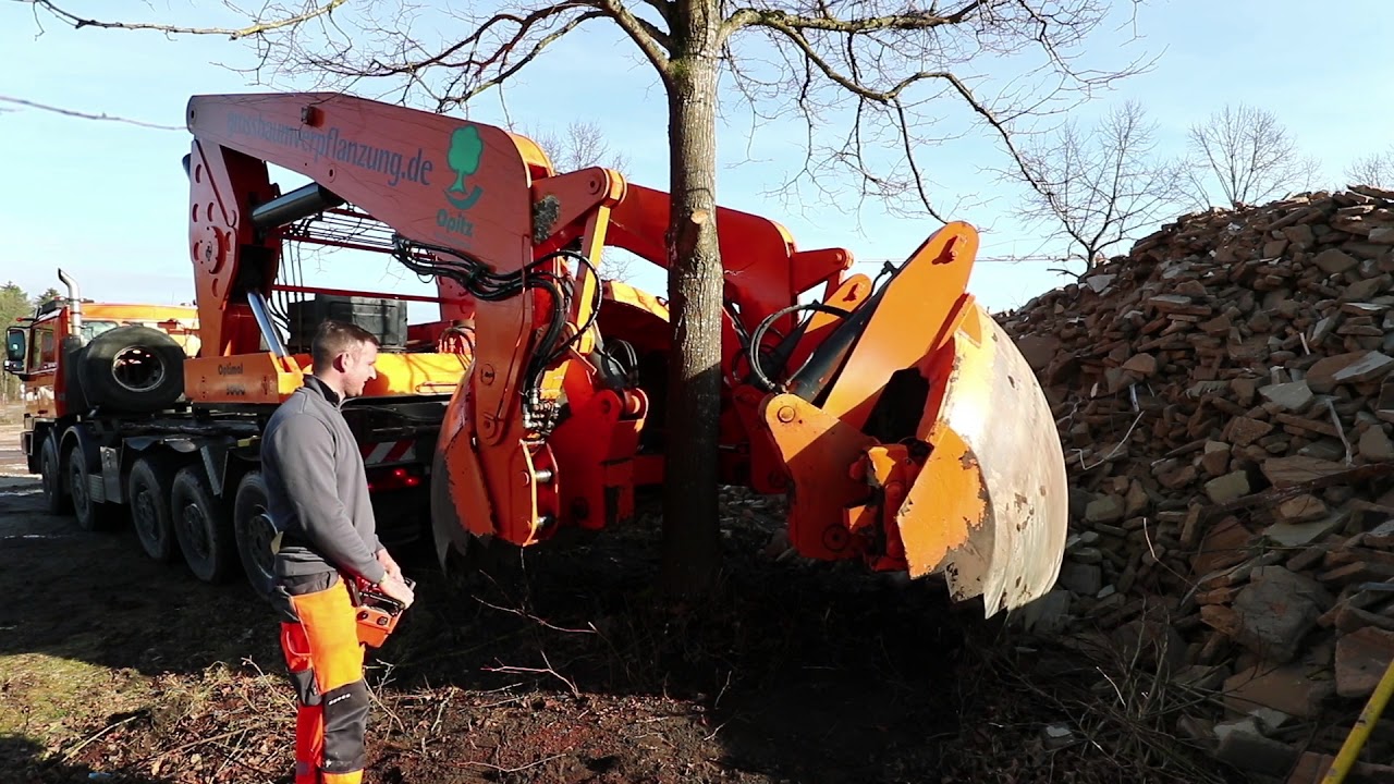 Großbaumverpflanzung - Umzug einer Linde