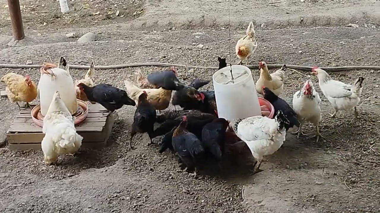 Quba təbiəti Toyuqlar