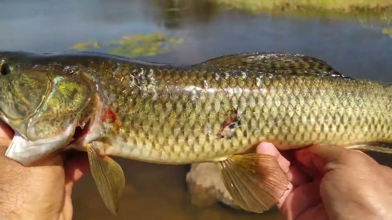 Eita que essa pescaria rendeu peixe demais vcs não vão acreditar @pescadoresdetrairas 