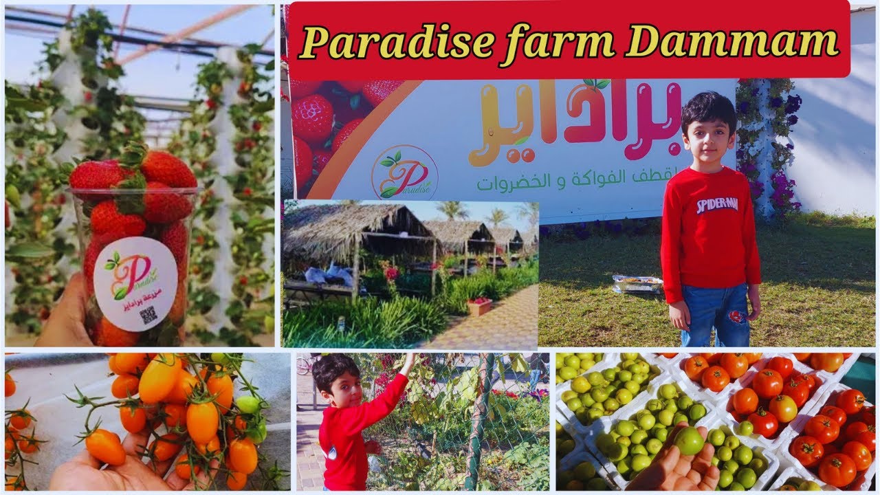 Paradise Farm Dammam | Perfect Weekend Getaway Spot Dammam| Paradise Farm Saudi Arabia |مزارع الجنة