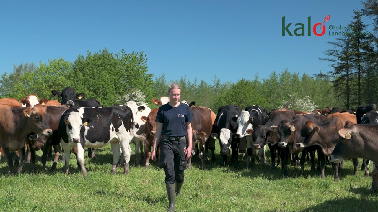 What it's like to be an apprentice at a dairy farm | Kalø Økologisk Landbrugsskole