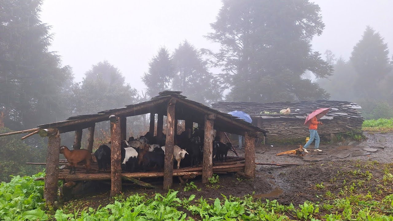 This is Himalayan Village Life During Rainy Season | Organic Shepherd Food | Compilation Video |