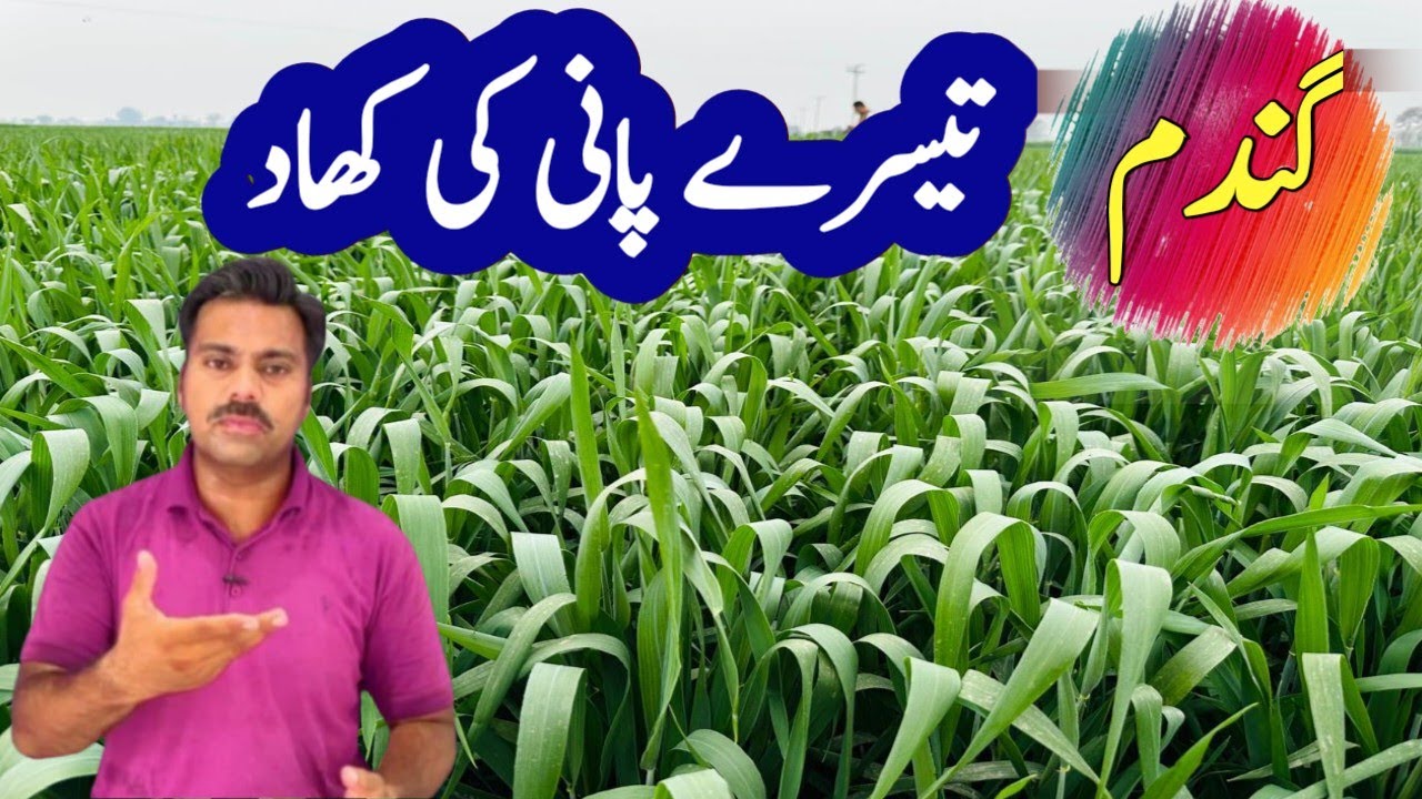 Use of potash fertilizer in wheat crop | Peak time, dose and the best source of potash fertilizer