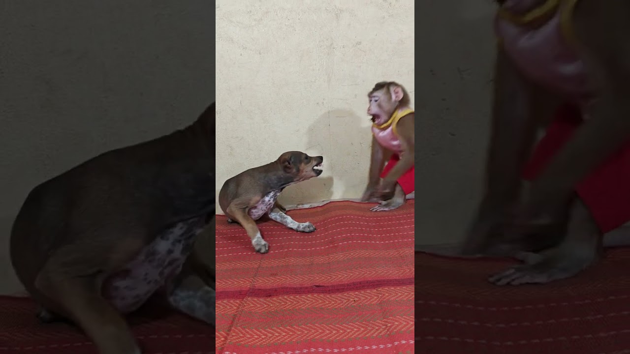 When I look at these animals, I feel really good.