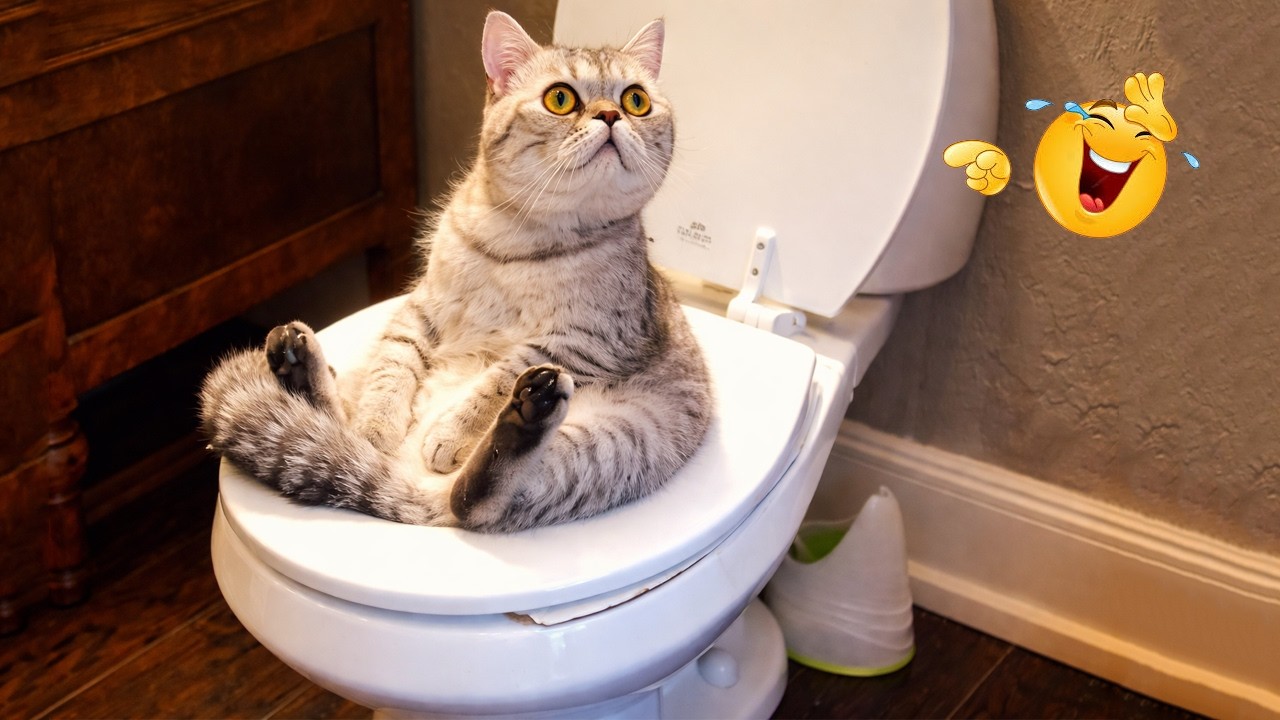 You Laugh You Lose 😂😹 | Ultimate Funny Cat Compilation