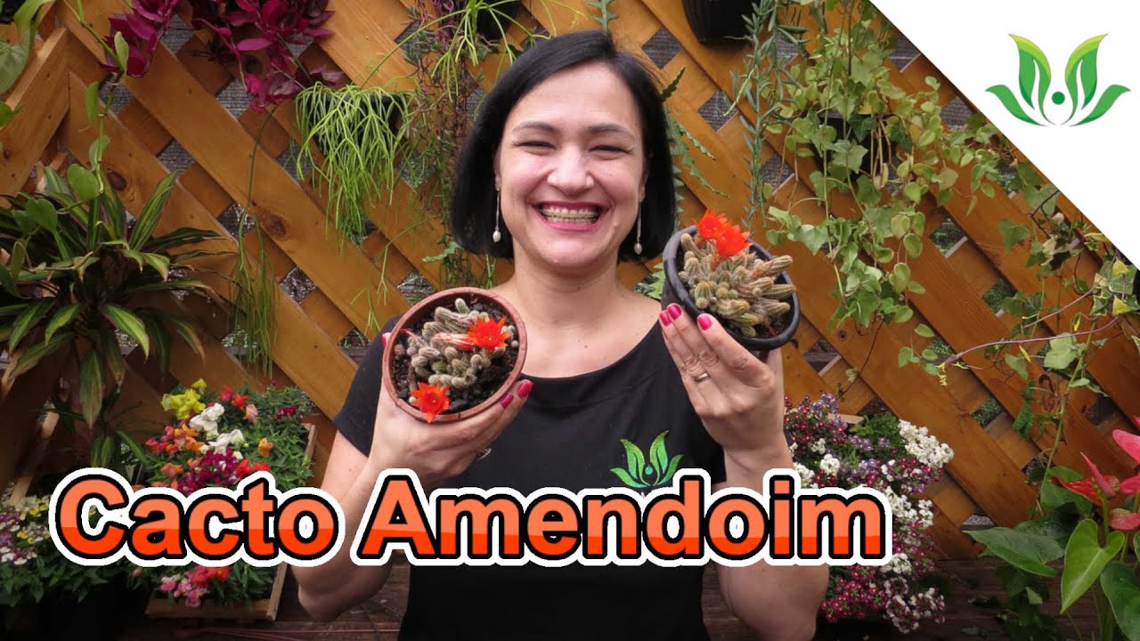 Cacto Amendoim