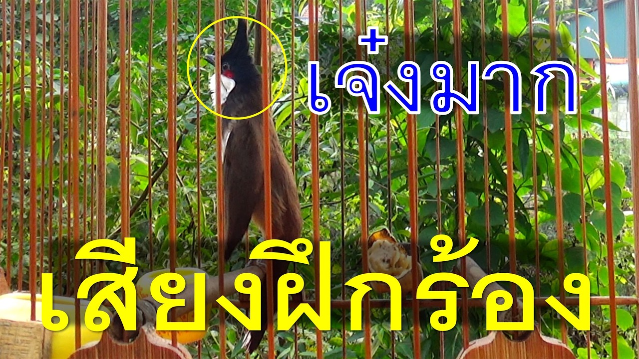 เสียงเรียก!! เสียงนกกรงหัวจุก ยั่วให้นกคึก เสียงนกกรงหัวจุก