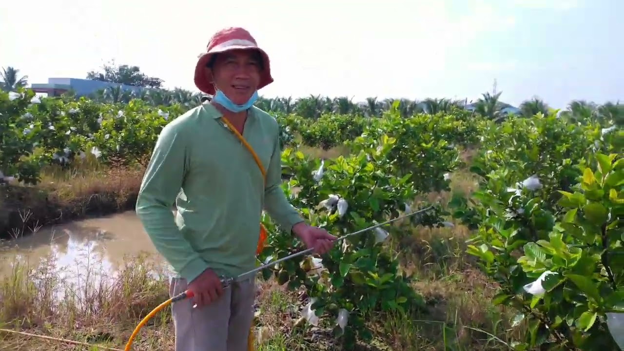 cách trị rệp sáp trên ổi mà không cần dùng thuốc