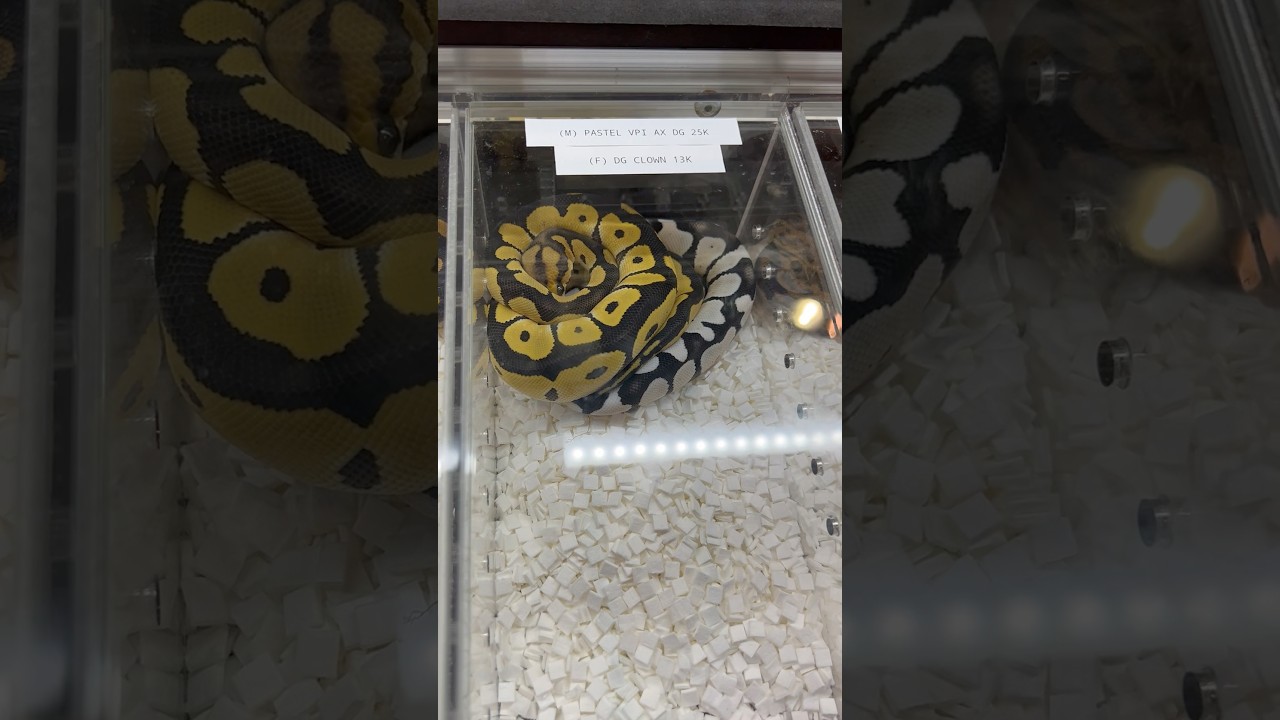 DESERT GHOST AXANTHIC & DG CLOWN FROM A REPTILE EXPO🔥
