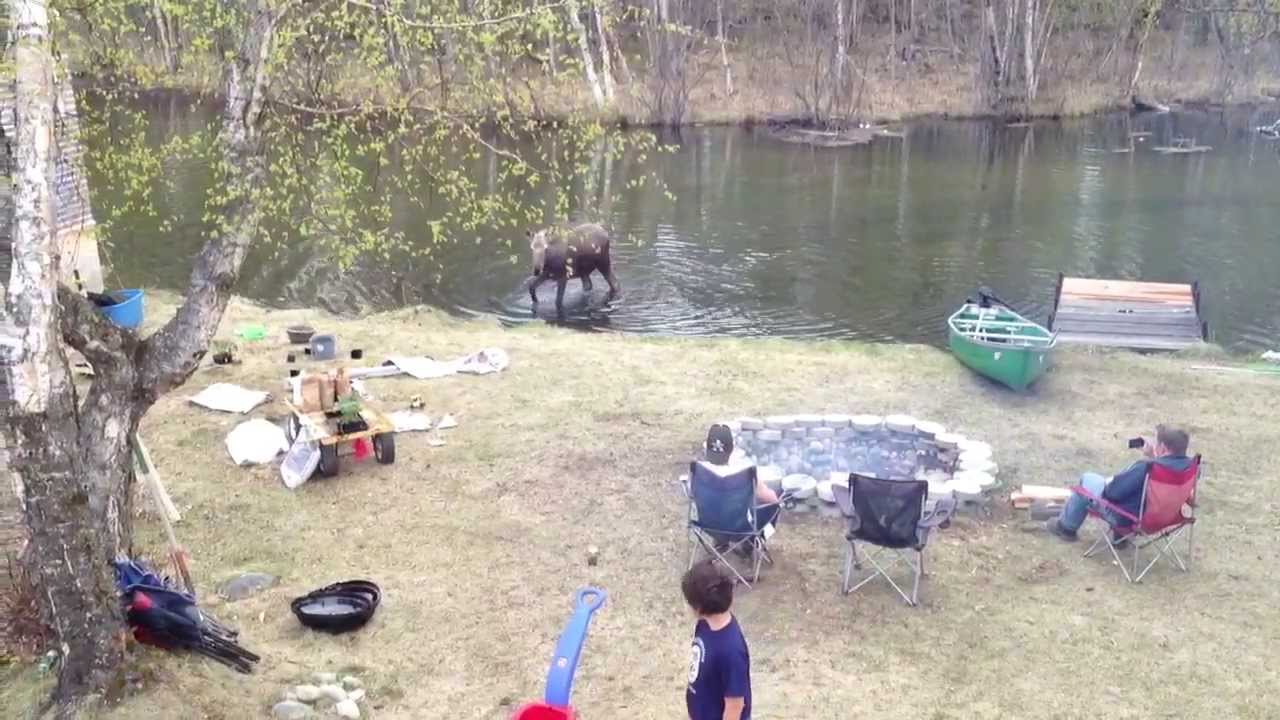 Crazy moose chases dog, then scared off by fireworks