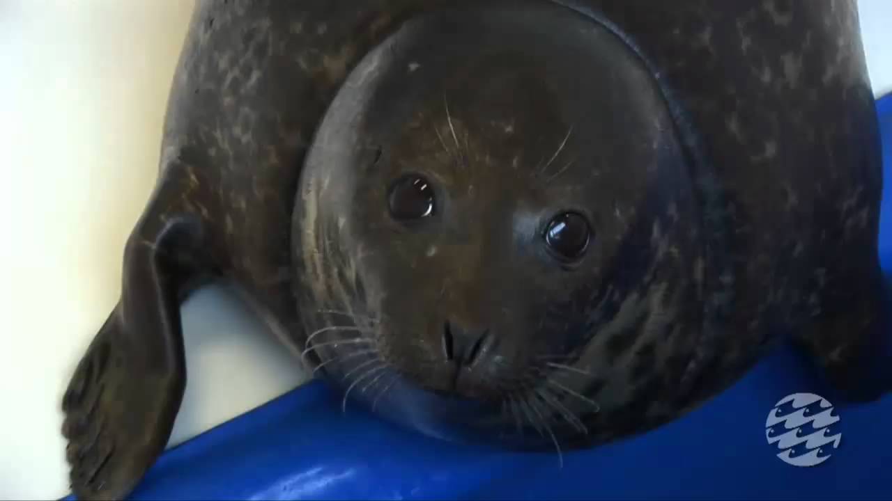 Marine Animal Rescue Program