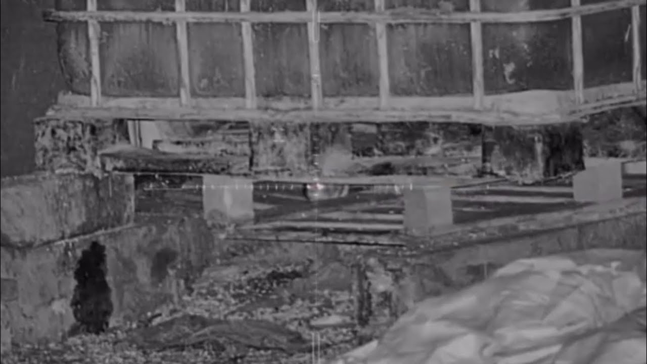 HikMicro Cheetah exclusive news + pest control footage