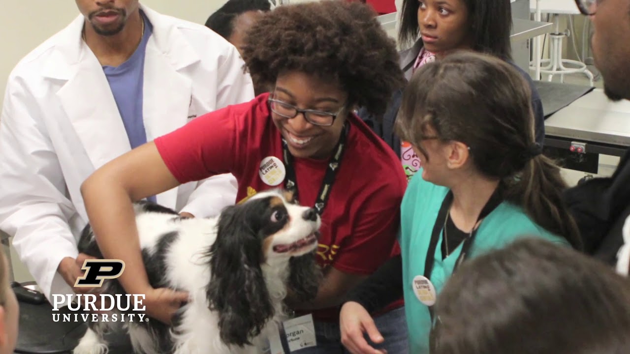 Top Veterinary Programs | Morgan Fortune's Journey to Becoming a Vet