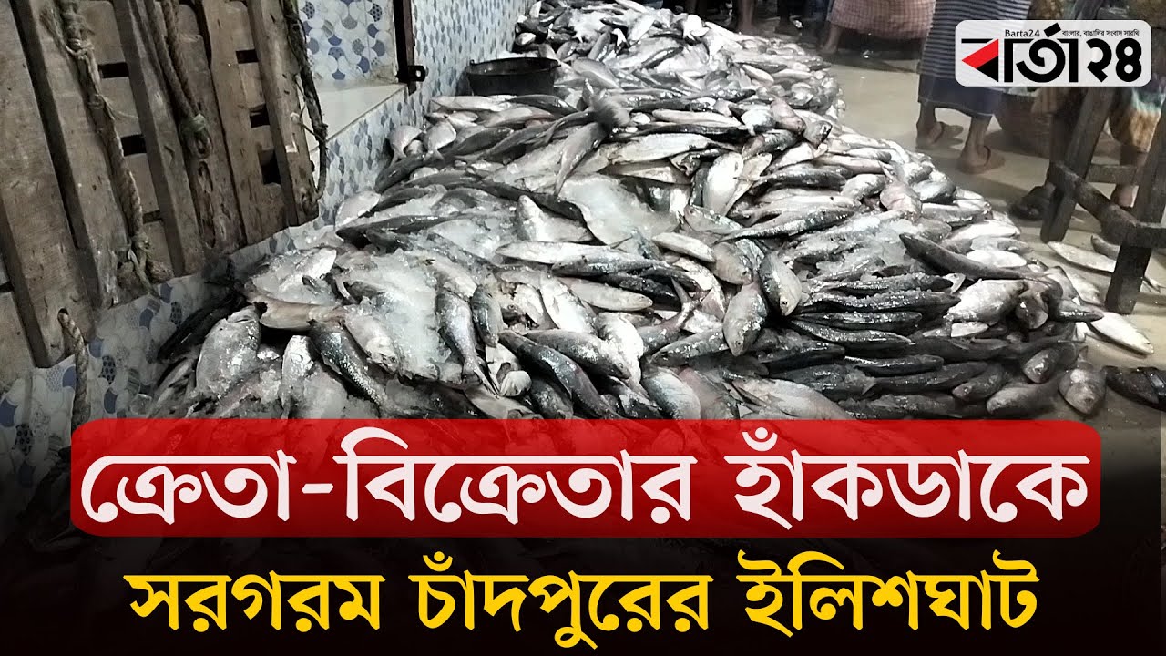 ক্রেতা বিক্রেতার হাঁকডাকে সরগরম চাঁদপুরের ইলিশঘাট | Chandpur Ilish | Barta24