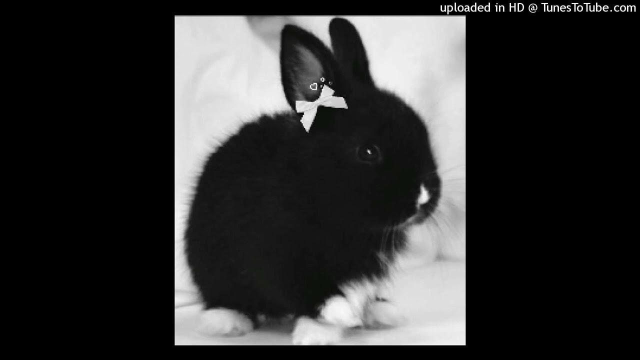 [FREE] crystal castles x glitchcore x scenecore type beat 