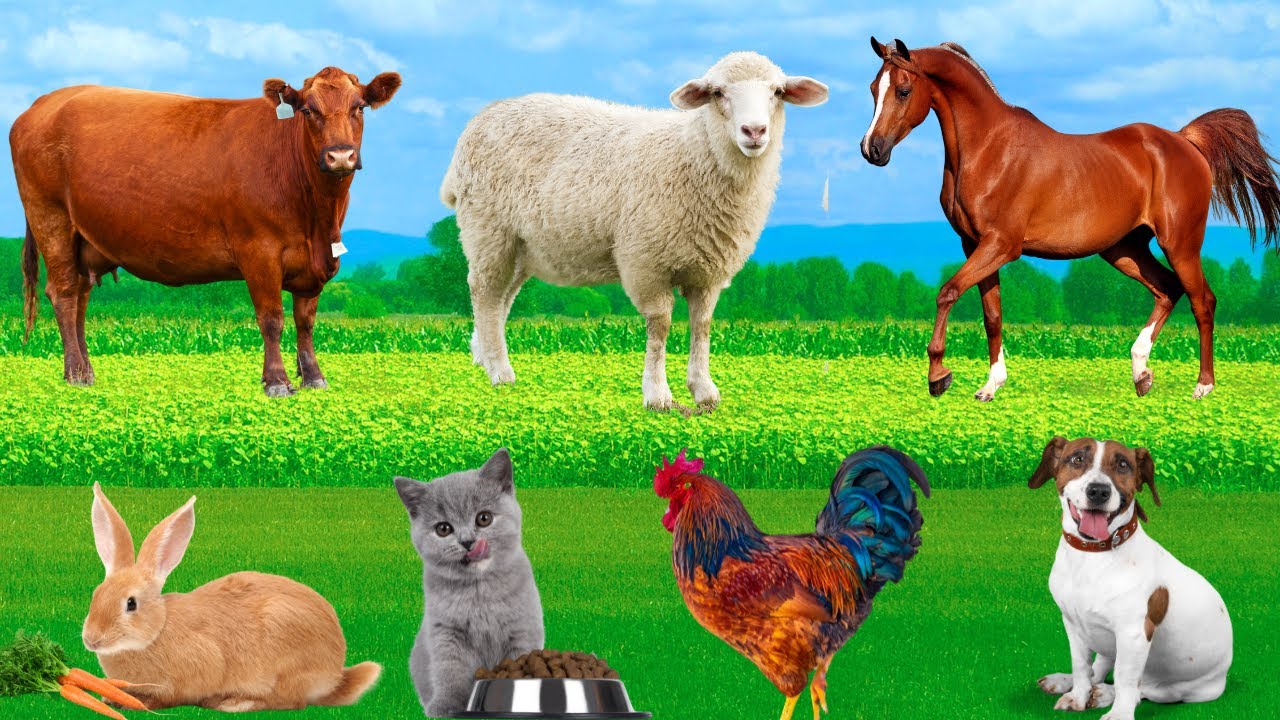 Farm Animals : Cat, Dog, Sheep, Cow, Chicken, Duck, Pig, Goat - Farm Animal Sounds