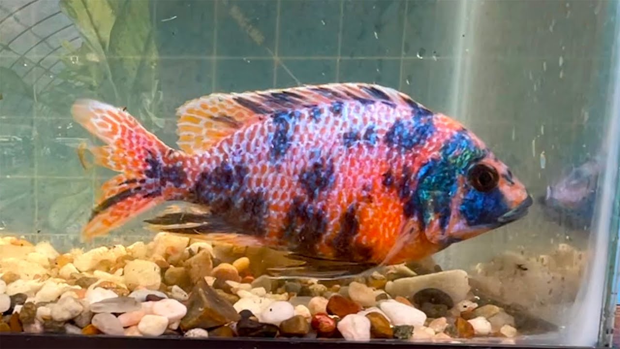 Breeder Selection • California Dragon Blood Red OB Peacock Cichlid •