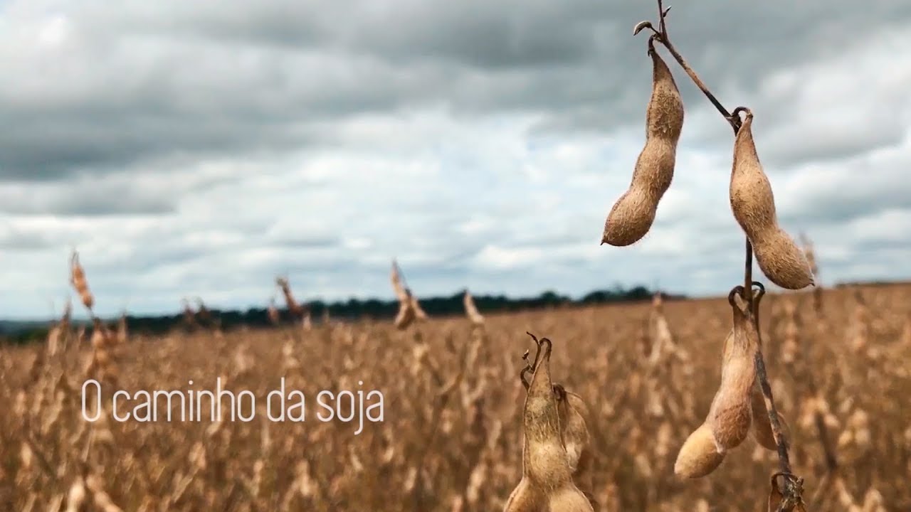 O CAMINHO DA SOJA