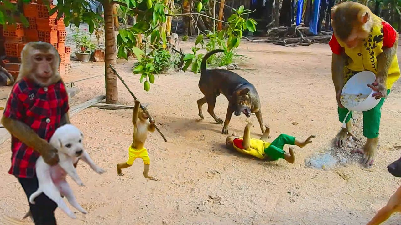 Help Me ! SokYaa Feeding OG Why Do Like This, Animal