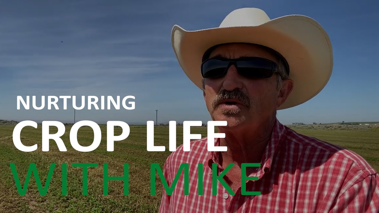 Essential Sulfur & Potassium for Alfalfa Crop