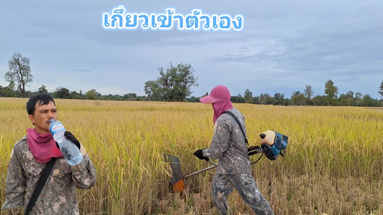 เกี่ยวข้าวตัวเองวันแรก🌾🌾3 พฤศจิกายน ค.ศ. 2025