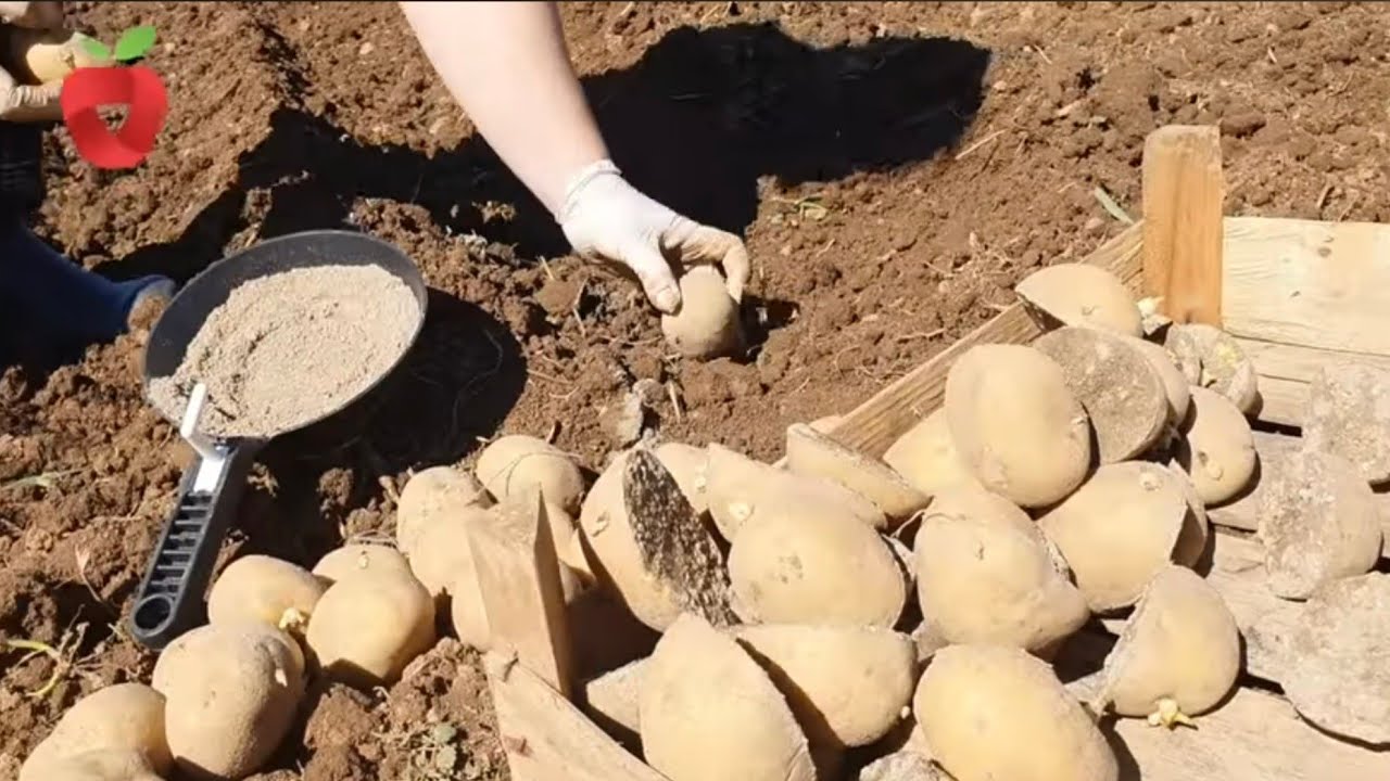 Зачем использовать золу при посадке картофеля?