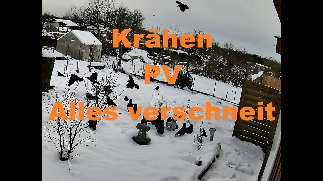 Garten 126 VLog | #1 PV Umbau-Die Krähen sind los-Teich-Schneechaos