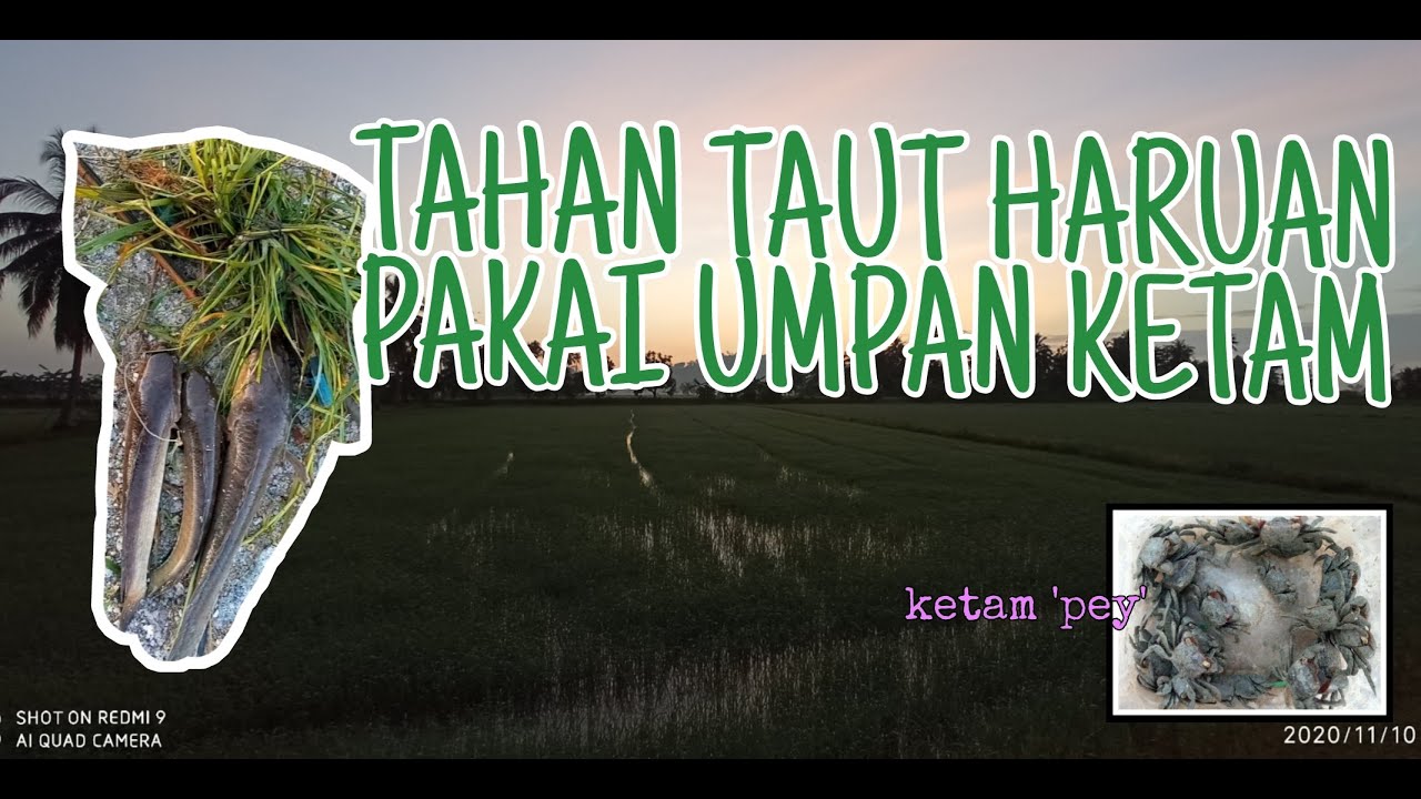 #EP5 Tahan Taut Haruan Pakai Umpan Ketam
