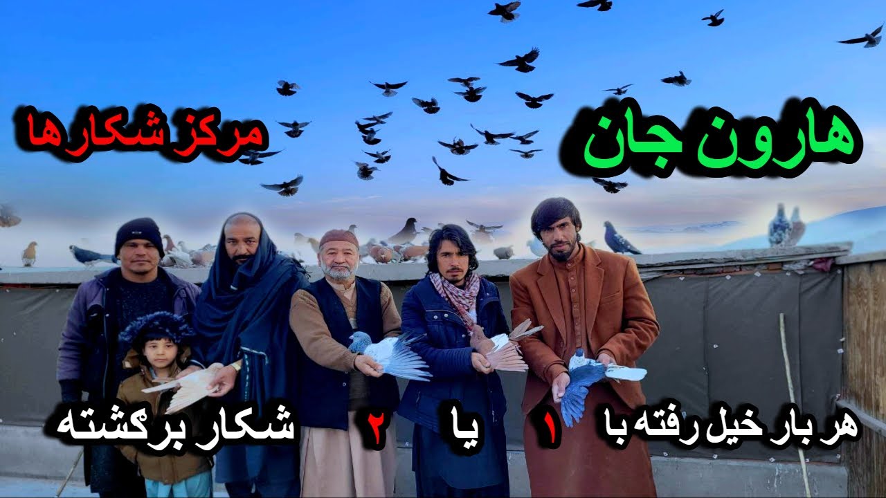 برد و باخت فراوان/ ۷ شکار از سر ریز فرار کرد/ کفتربازي هارون جان لذت ببرید/ Best Pigeon Flying
