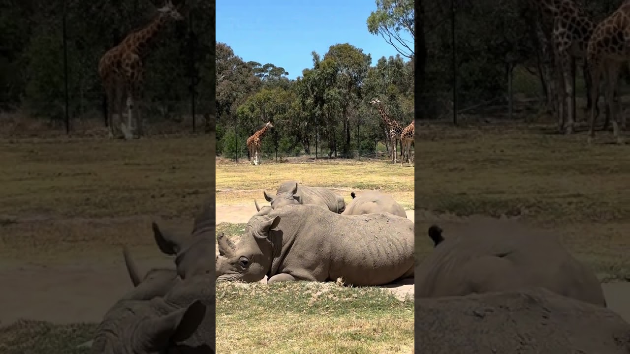 Werribee Open Range Zoo